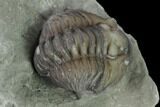 Wide, Partially Enrolled Flexicalymene Trilobite - Mt Orab, Ohio #137489-2